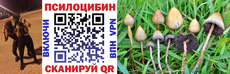 Купить где  Брянск  Галлюциногенные грибы Psilocybine cubensis